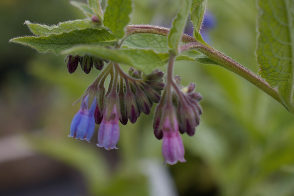 Symphytum officinale 'Bocking 14'