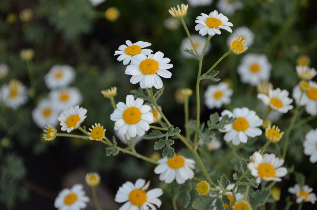 Tanacetum niveum 'Jackpot'