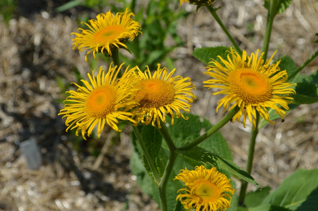 Telekia speciosa (Bio)