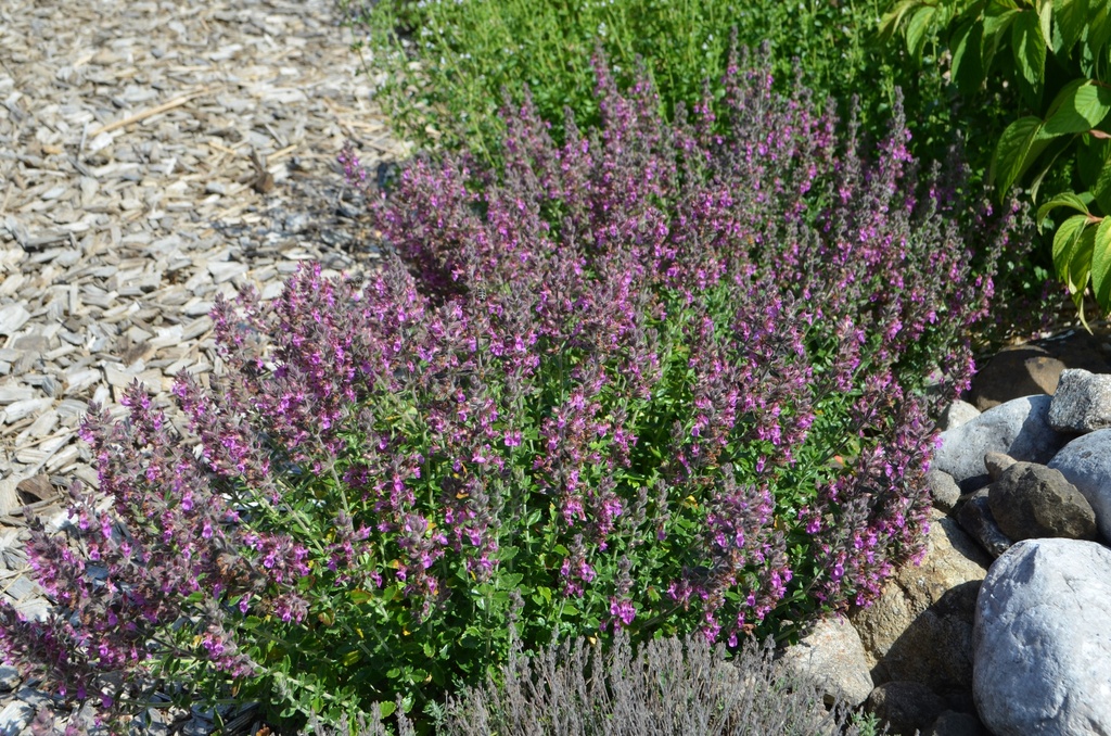 Teucrium lucidrys (x) (Bio, 0.5L)