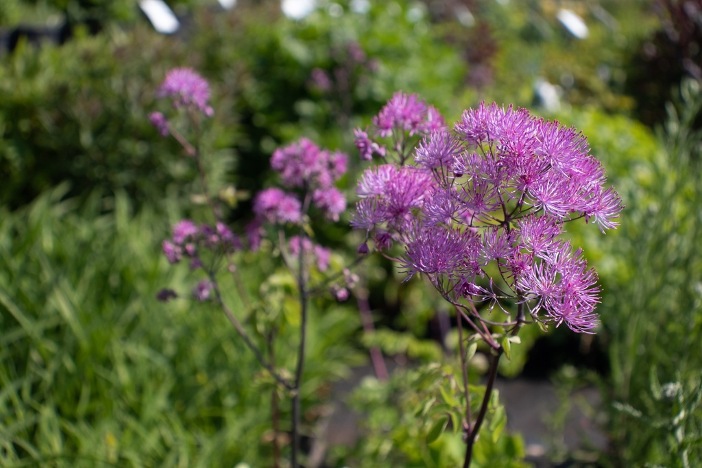 Thalictrum Cultivars 'Black Stockings'