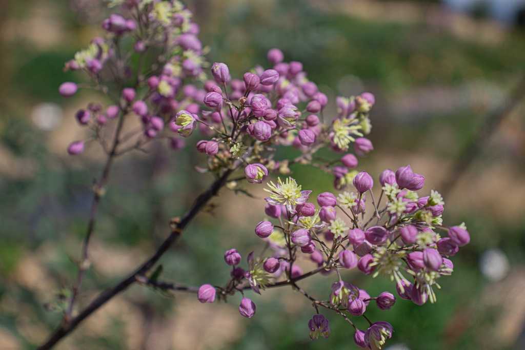 Thalictrum Cultivars 'Elin' (Bio)