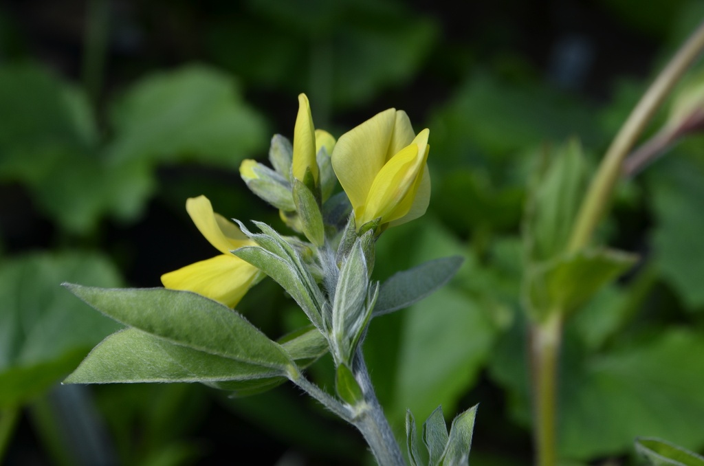 Thermopsis chinensis (Bio, 1 Lt.)