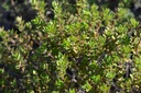 Thymus citriodorus (x)