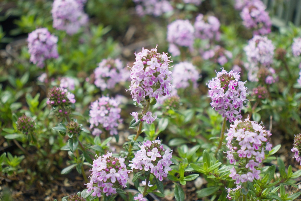 Thymus longicaulis 'Odoratus' (Bio)