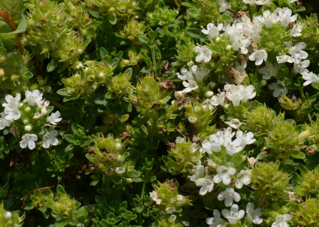Thymus praecox 'Albiflorus'