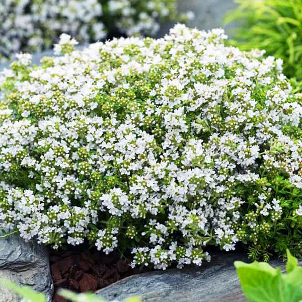 Thymus praecox 'Albiflorus'