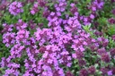 Thymus praecox 'Coccineus'