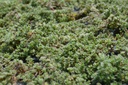 Thymus praecox  var. pseudolanuginosus