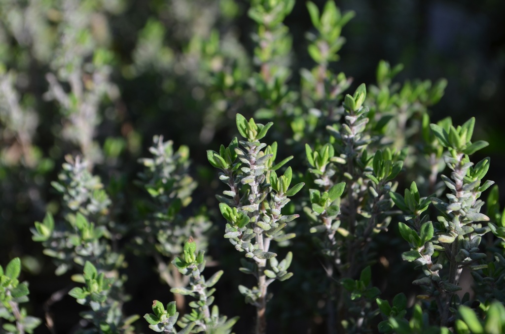Thymus vulgaris 'Compactus'