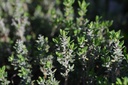 Thymus vulgaris 'Compactus'