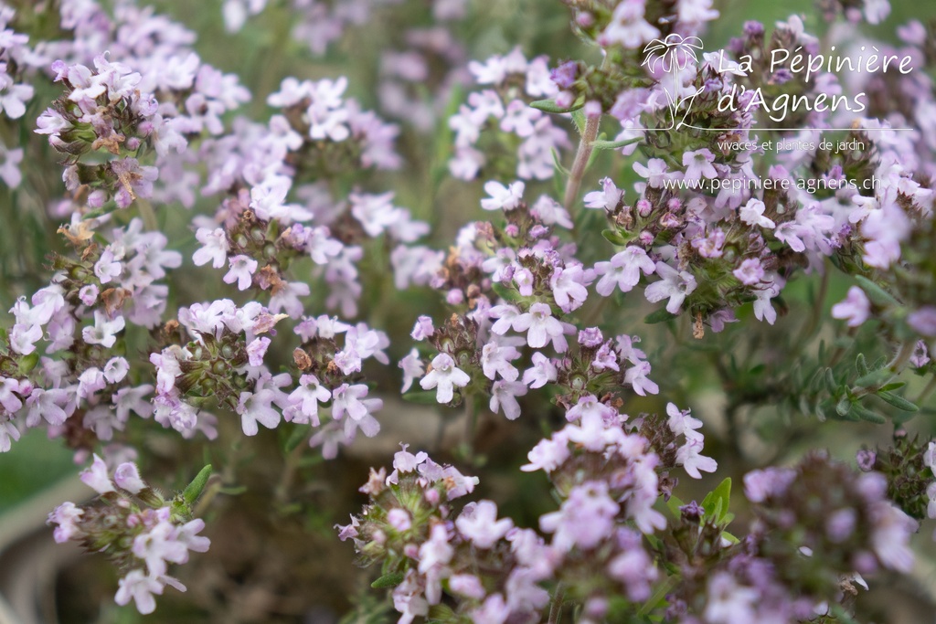 Thymus vulgaris 'Duftkissen' (Bio)