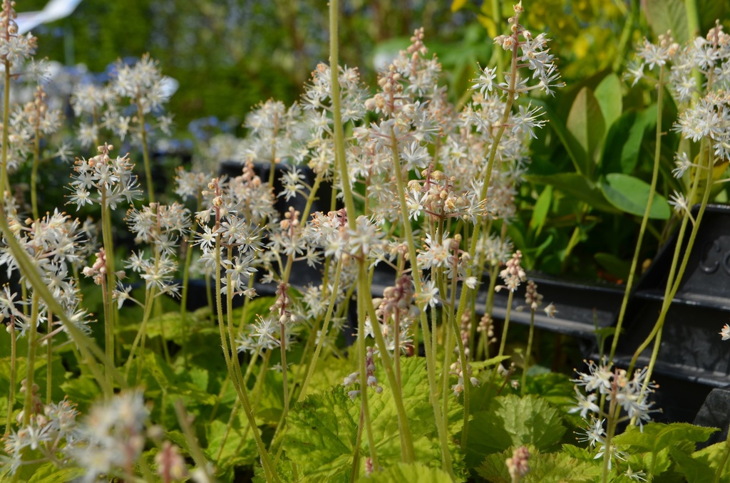 Tiarella cordifolia