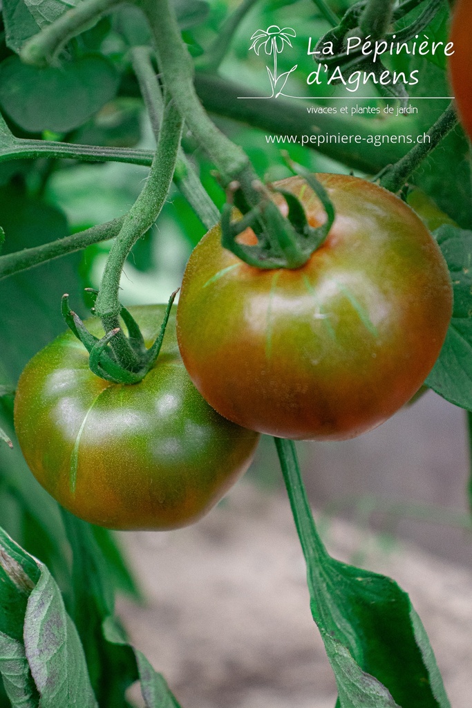 Tomate à fruits charnus 'Noire de Crimée'