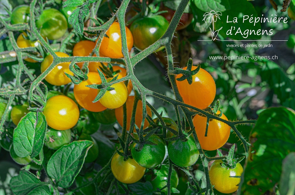 Tomate cerise 'Cerise Jaune' (Bio)