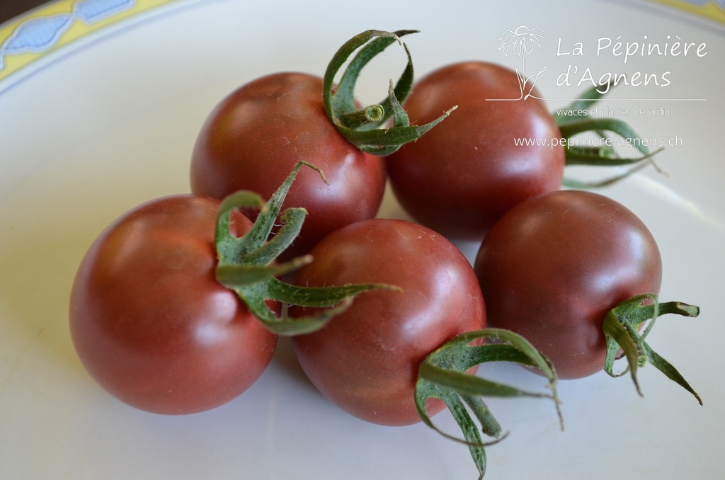 Tomate cerise 'Cerise Noire' (Bio)