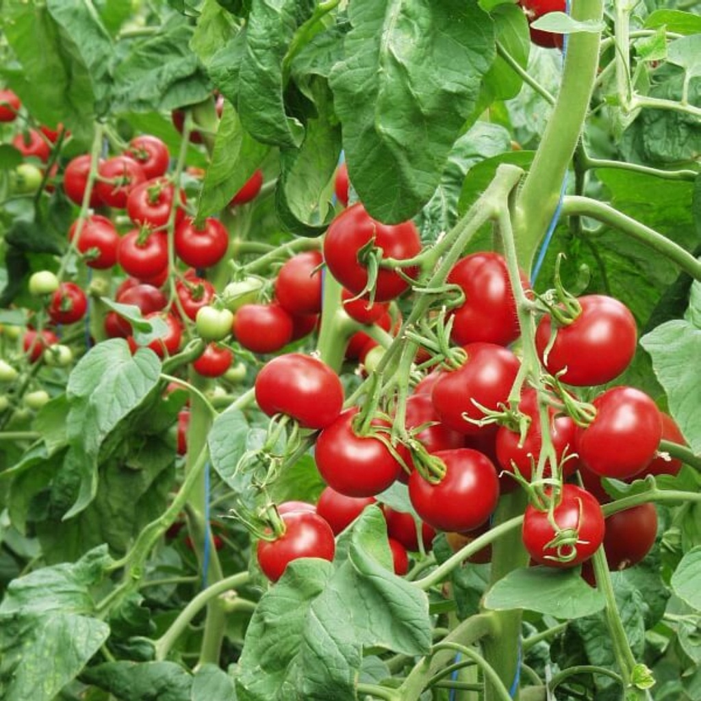 Tomate précoce à fruits moyens 'Matina'