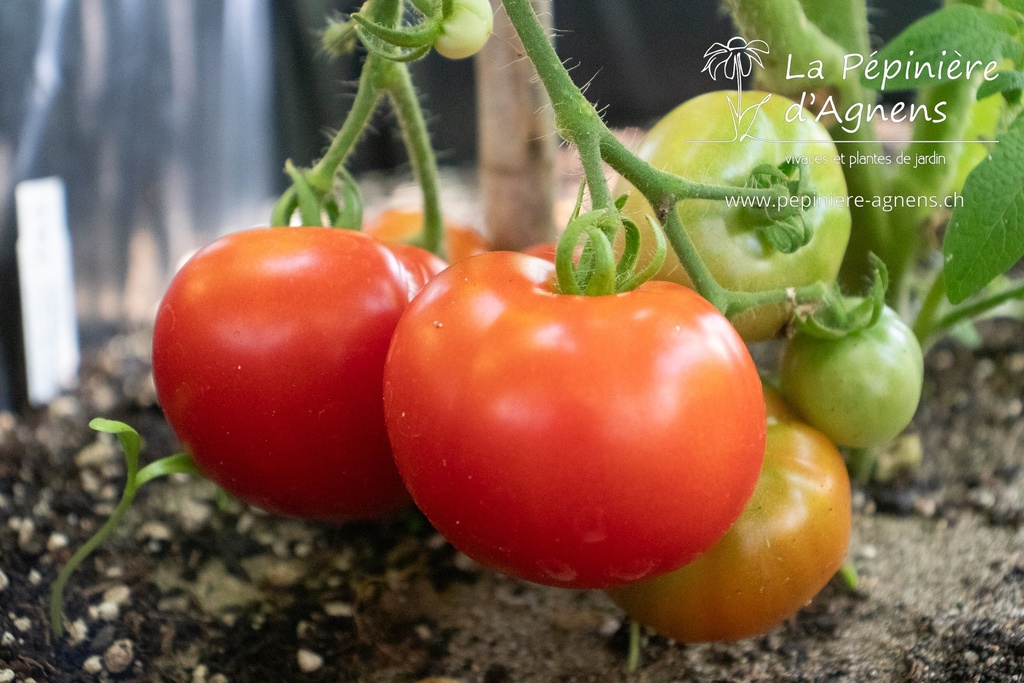 Tomate précoce à fruits moyens 'Précoce de Sibérie' (Bio)