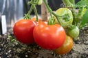 Tomate précoce à fruits moyens 'Précoce de Sibérie'