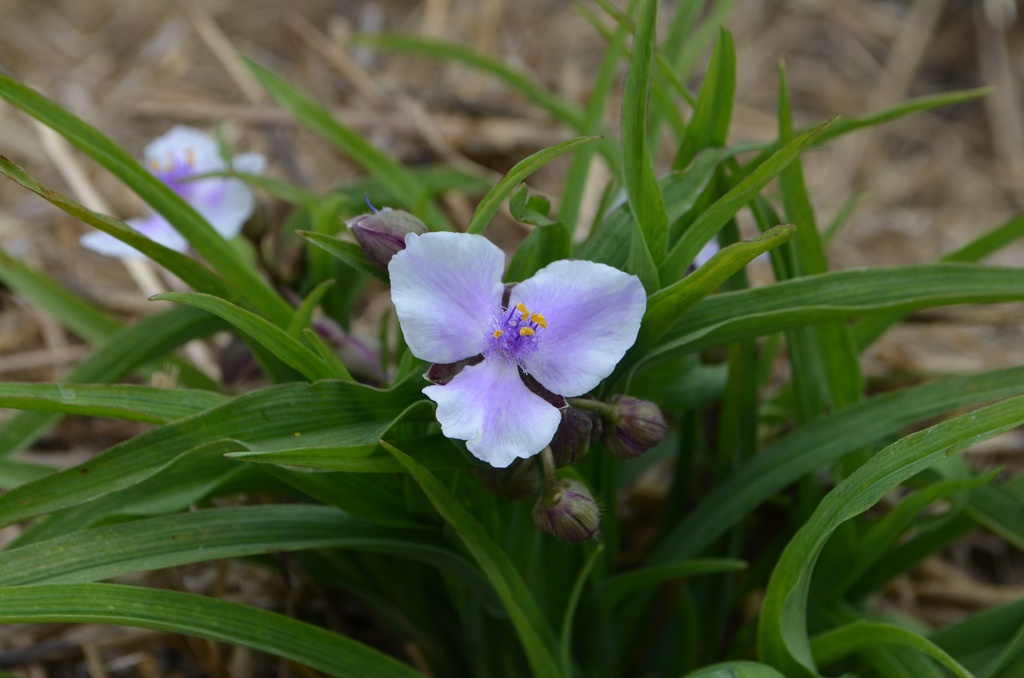 Tradescantia andersoniana (x) 'Bilberry Ice'