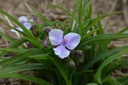 Tradescantia andersoniana (x) 'Bilberry Ice'