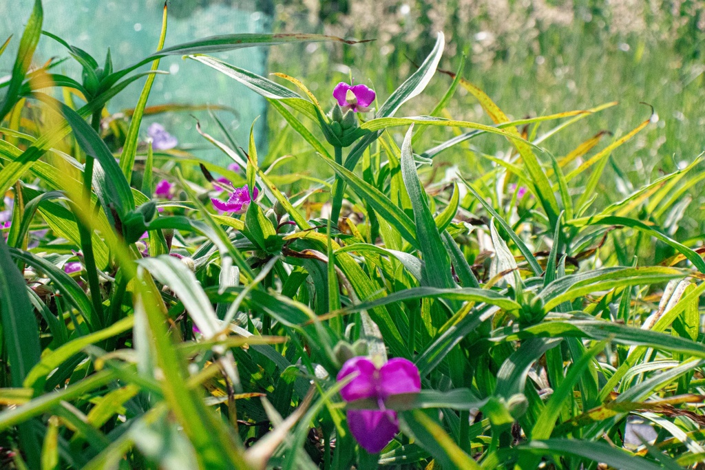 Tradescantia andersoniana (x) 'Rubra' (Bio)