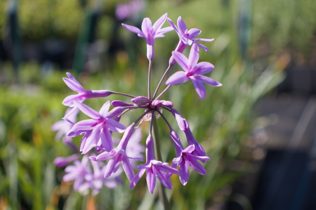 Tulbaghia violacea