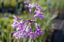 Tulbaghia violacea