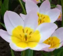 Tulipa bakeri 'Lilac Wonder'