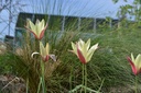 Tulipa clusiana 'Cynthia'