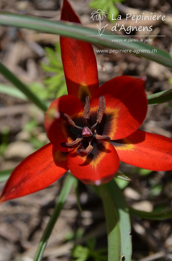 Tulipa linifolia