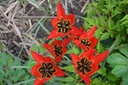 Tulipa botanique linifolia