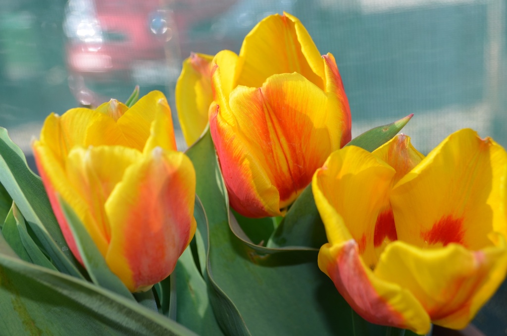 Tulipa simple hâtive 'Flair' (Bio)