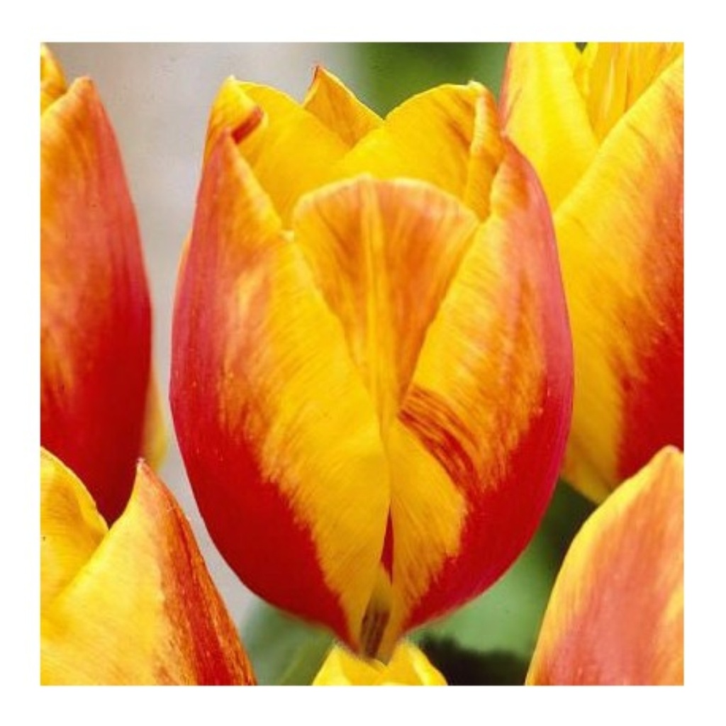 Tulipa simple hâtive 'Flair'