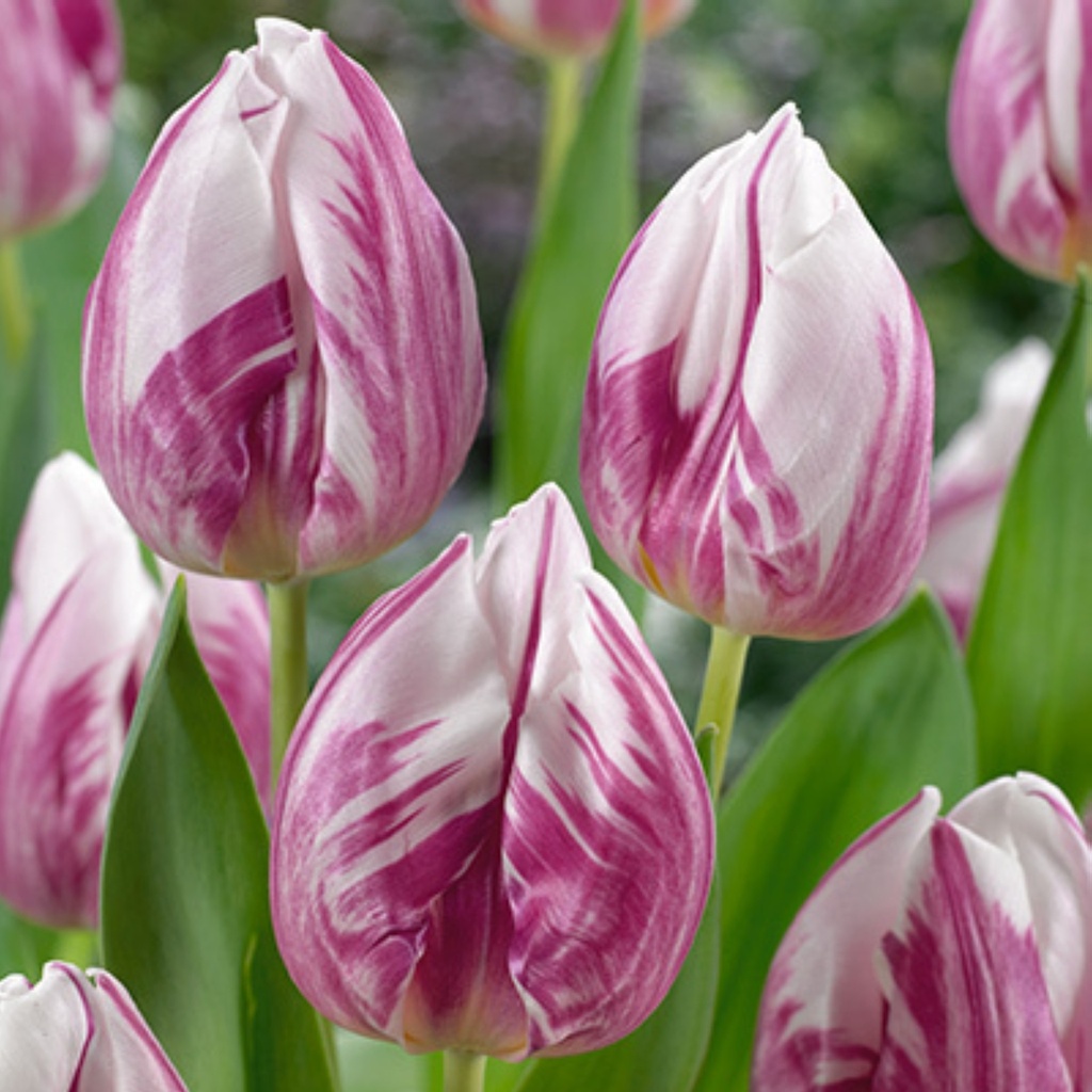 Tulipa simple hâtive 'Flaming Prince'