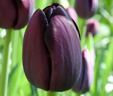 Tulipa simple tardive 'Queen of Night' (Bio)