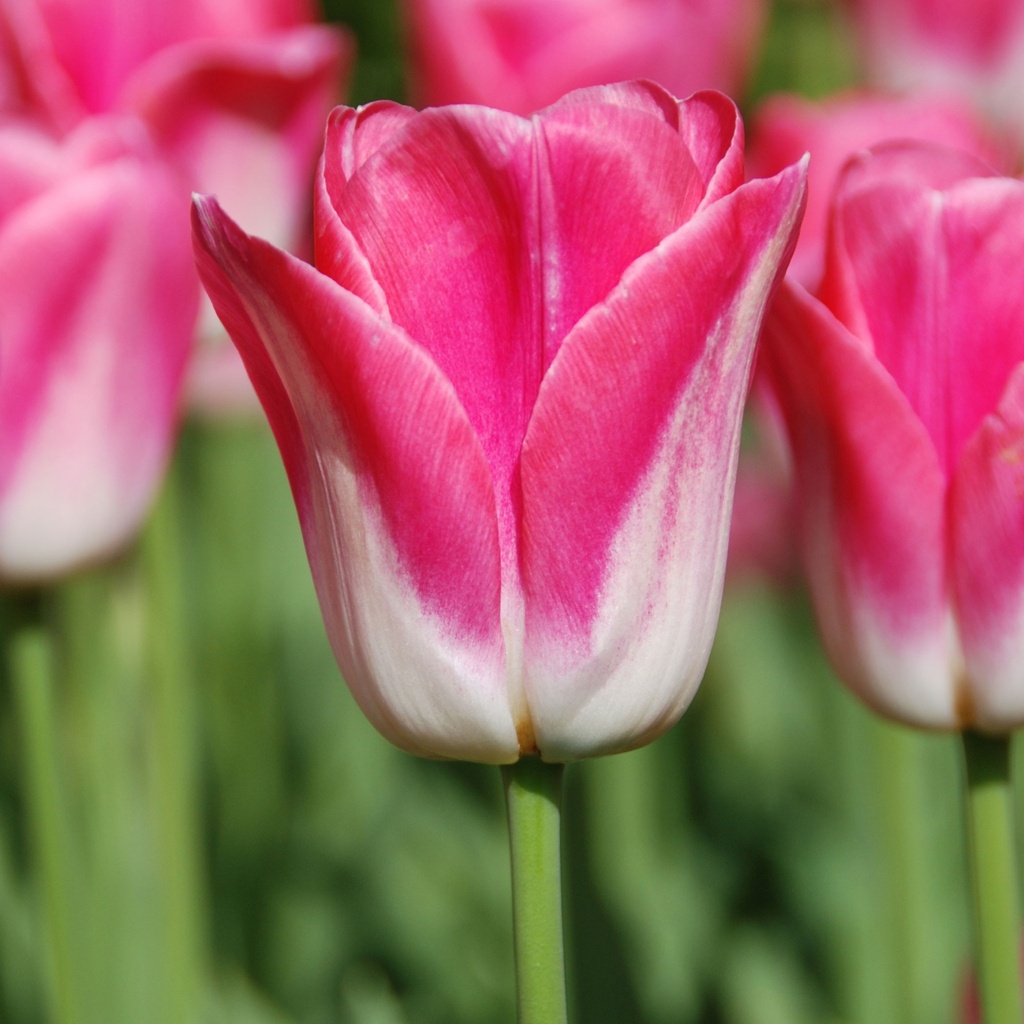 Tulipa triomphe 'Dynasty'