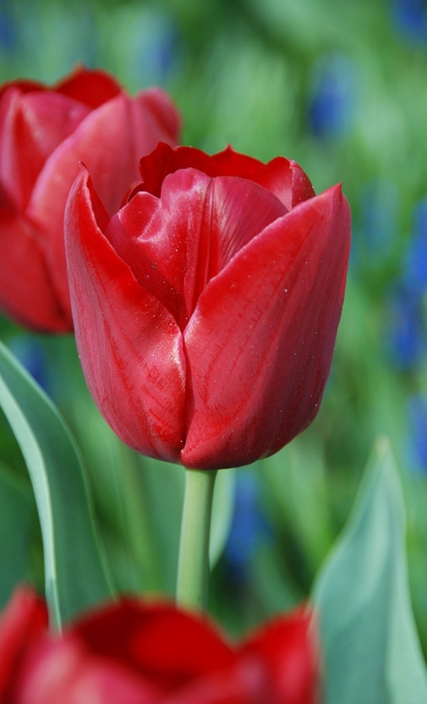 Tulipa triomphe 'Pallada'