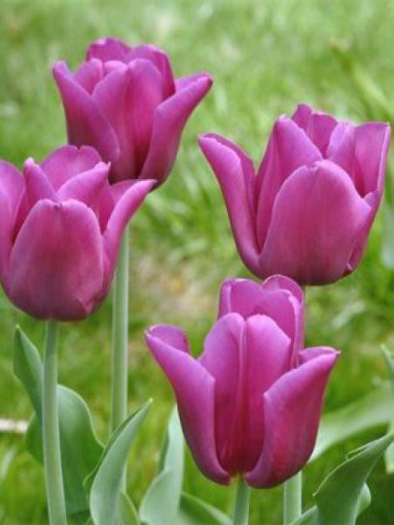 Tulipa Triomphe 'Passionale'