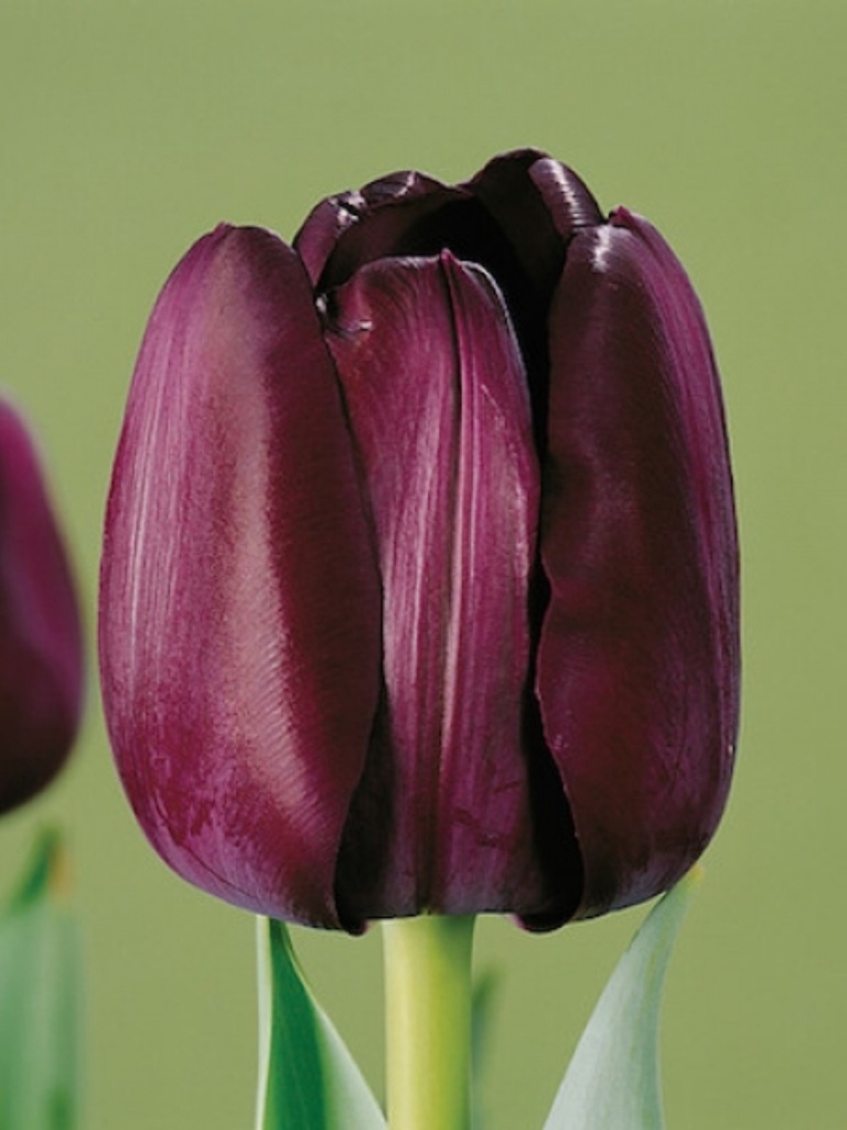 Tulipa Triomphe 'Paul Scherer'