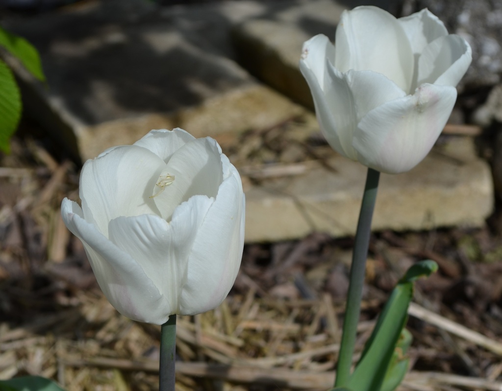 Tulipa triomphe 'White Marvel'