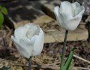 Tulipa triomphe 'White Marvel'