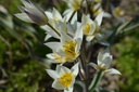 Tulipa botanique turkestanica