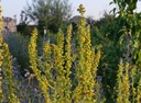 Verbascum nigrum