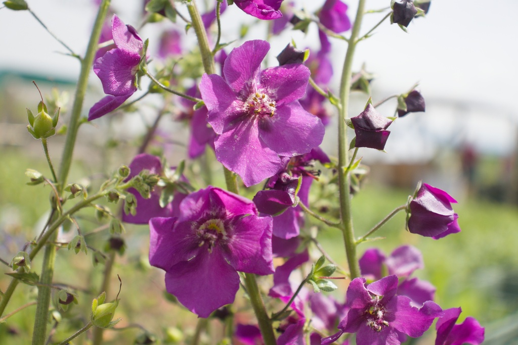 Verbascum phoeniceum 'Violetta' (Bio)