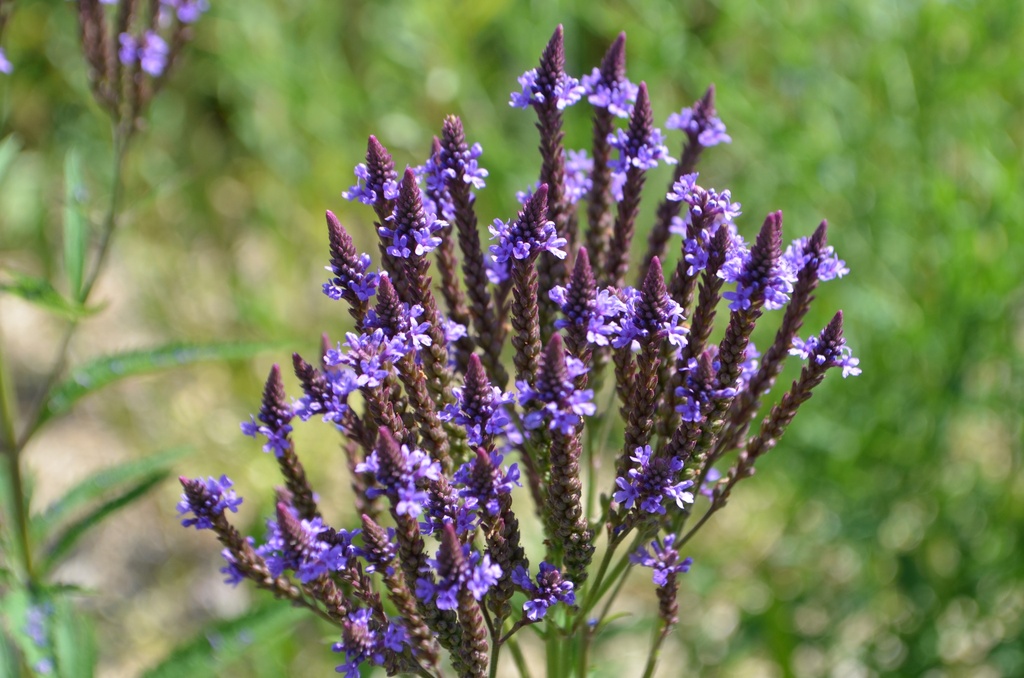 Verbena hastata 'Blue Spires'