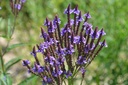 Verbena hastata 'Blue Spires'