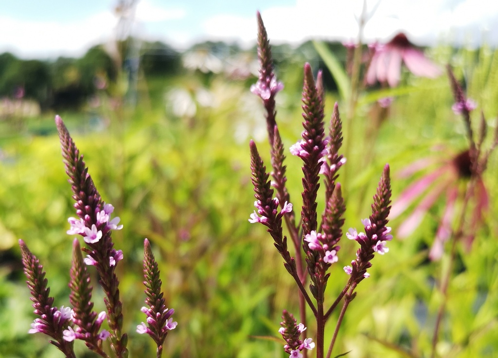 Verbena hastata 'Pink Spires' (Bio)