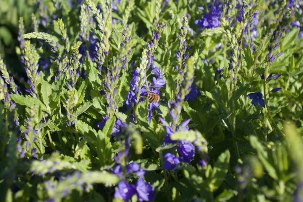 Veronica austriaca ssp. teucrium 'Knallblau'