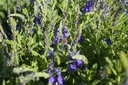 Veronica austriaca ssp. teucrium 'Knallblau'